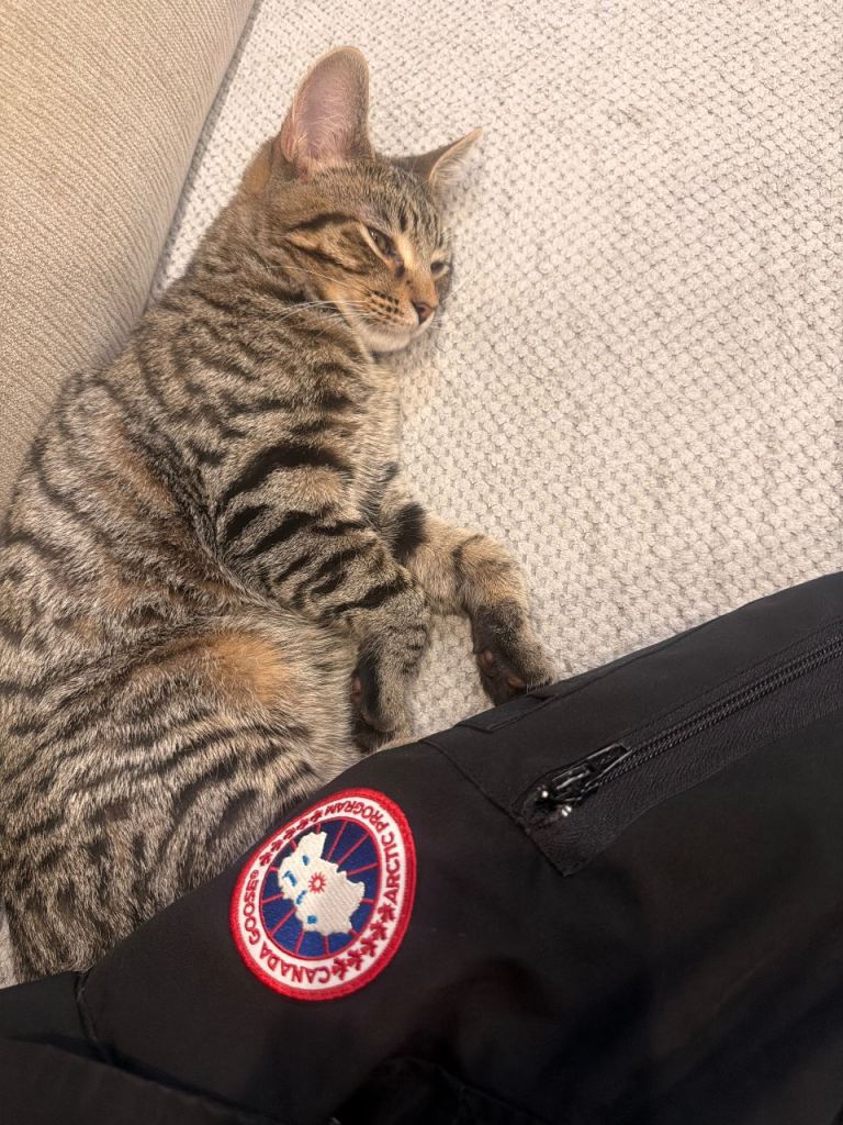 Kitten URGENT