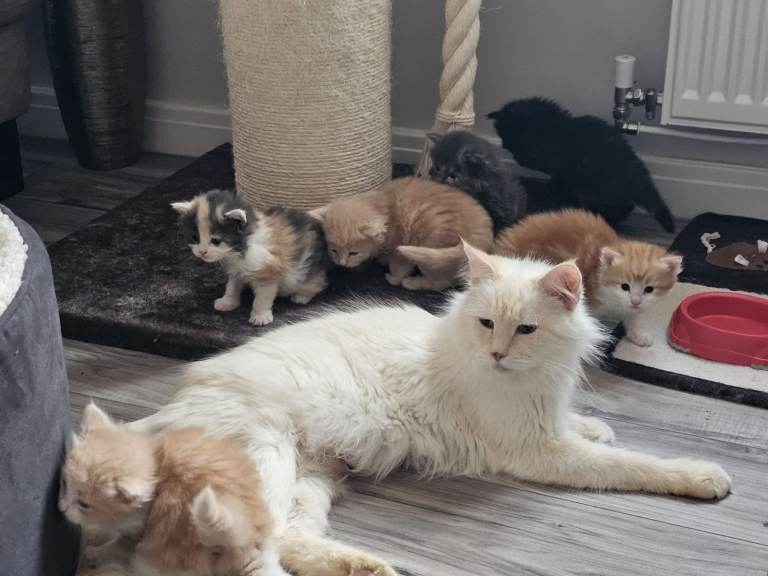 Stunning Litter of 6 Kittens – Ready for Loving Homes 🐾