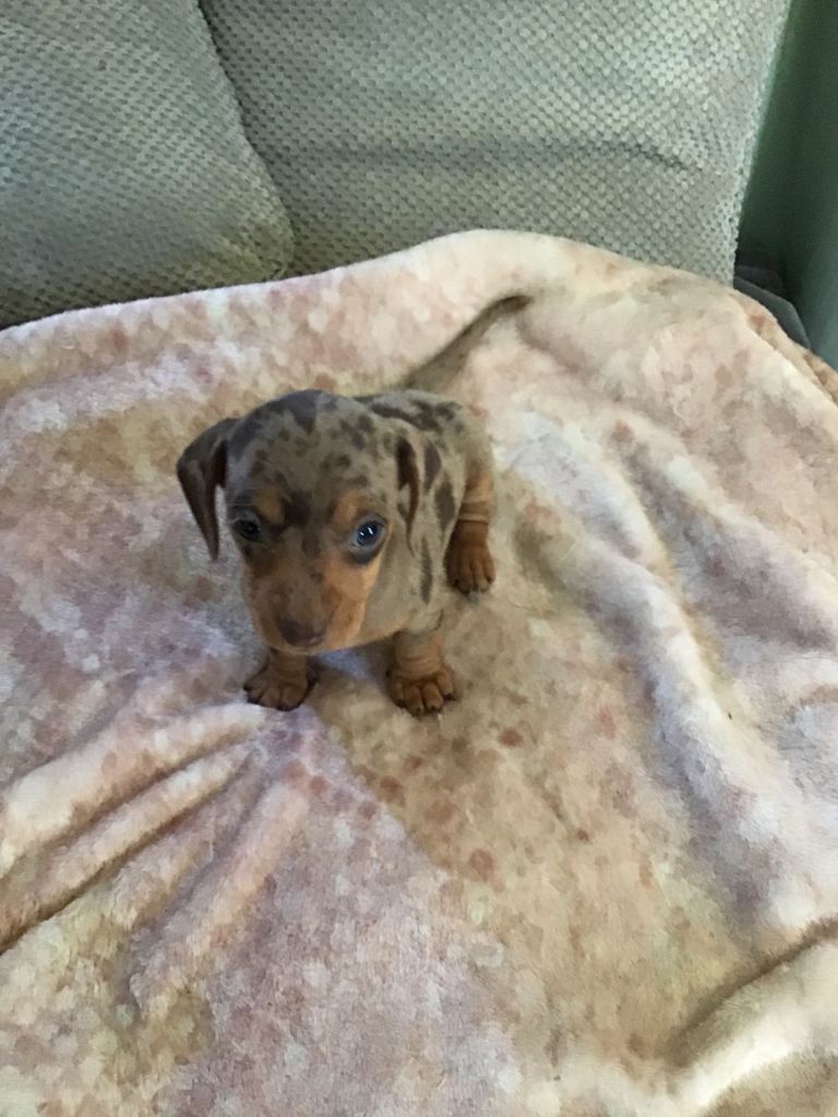 Dachshund puppies