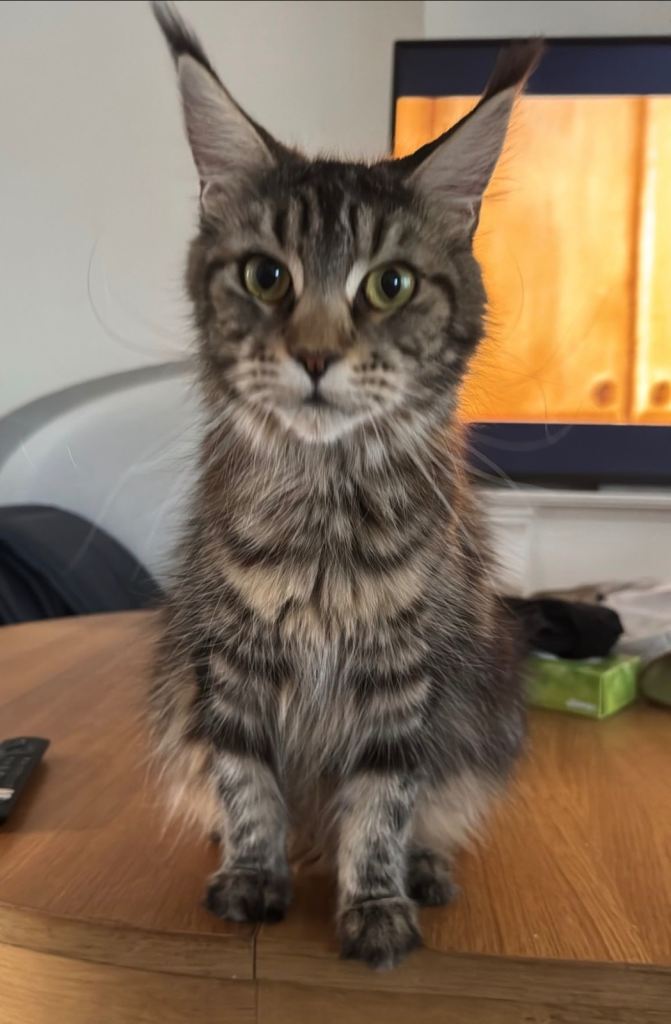 DNA tested and TICA active female