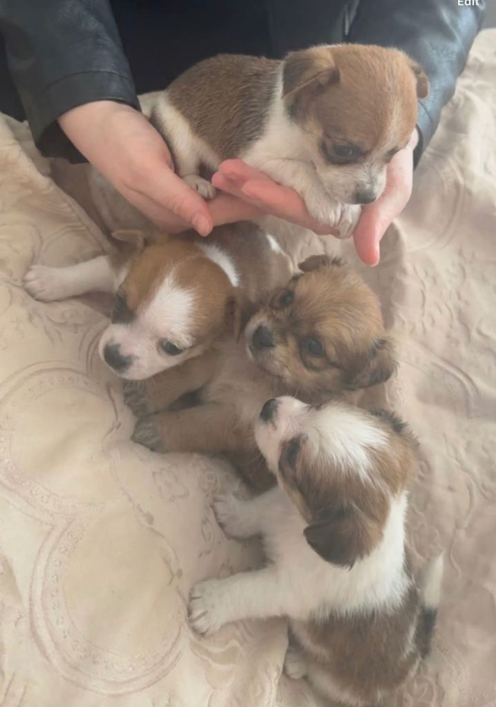 Beautiful Pomeranian x Yorkie puppies ready 20th march 