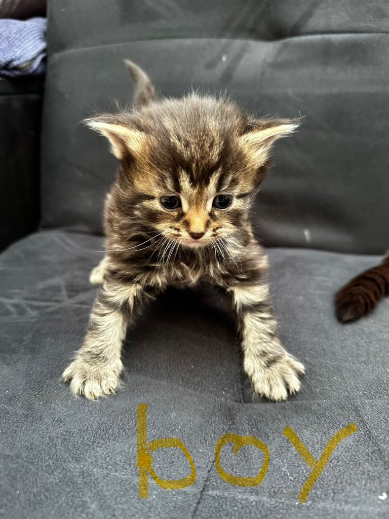 Kitty 