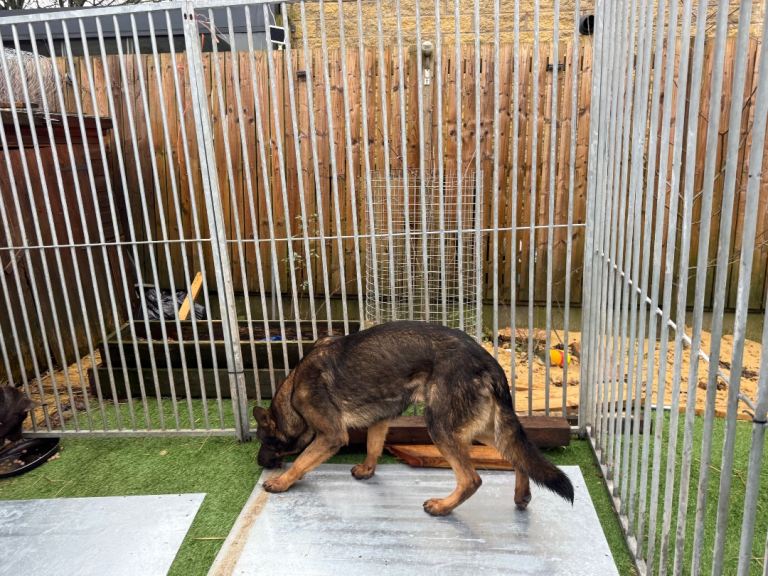 Sable German shepherd boy