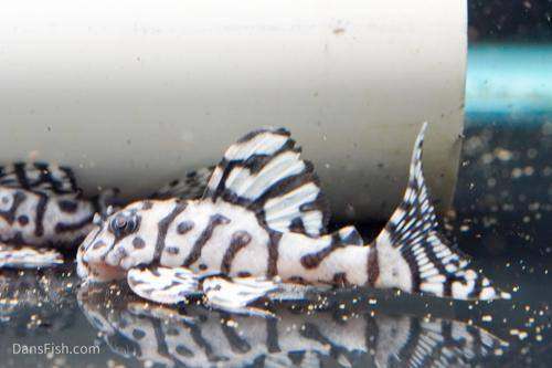 Tropical Fish Malawi Cichlids Green Heckle  Discus  Pleco L Number Clown Loach