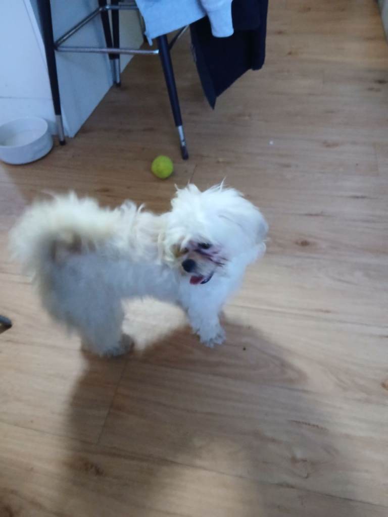 beautiful little maltes/Lhasa Apso  puppy