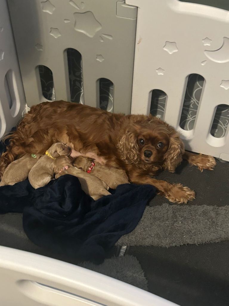 Cavapoo puppies 