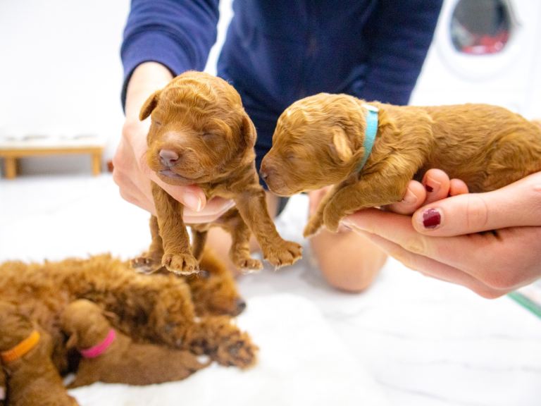 Pure red toy poodles puppies for sale 