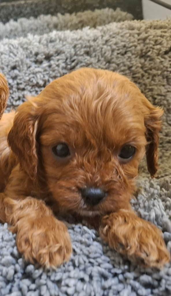 F1 cavapoo pups