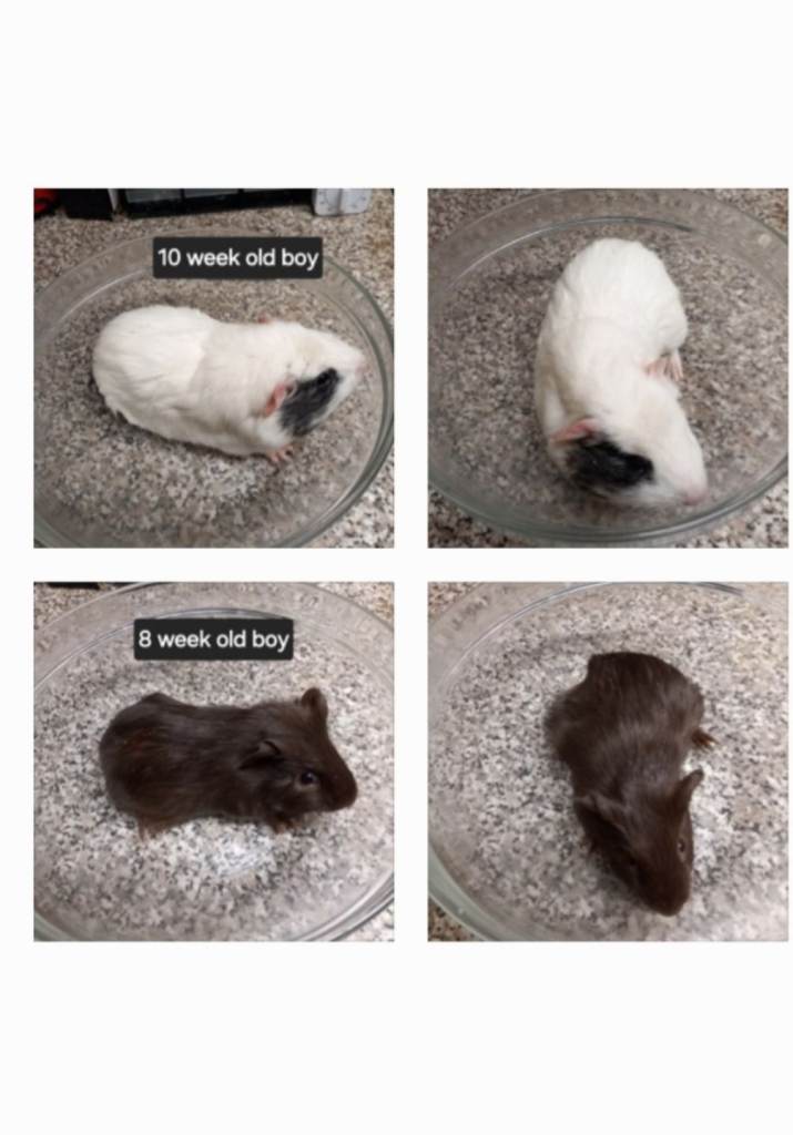 Boy guinea pigs ready now