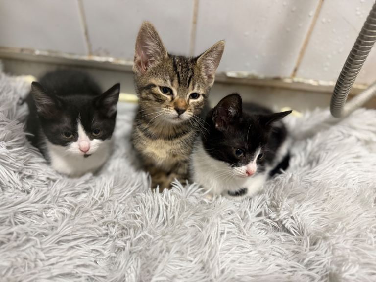 8 week old kittens Urgently needing a home