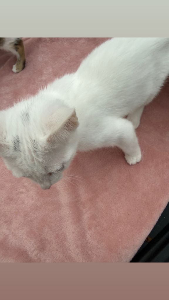 Pure white male and female white with tabby spots remaining 