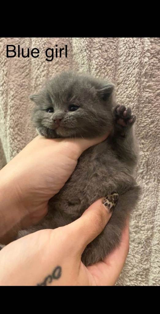 British shorthair polydactyl kittens 