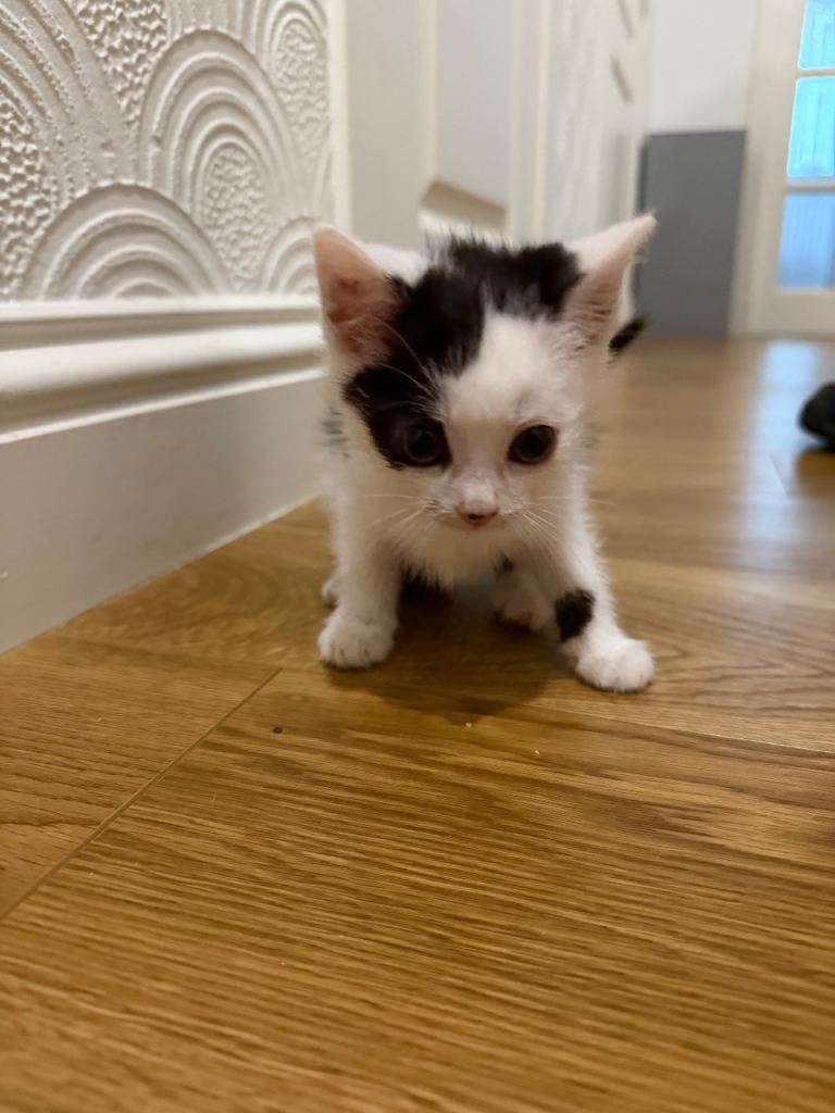kittens