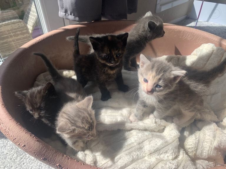 Beautiful Persian cross kittens 