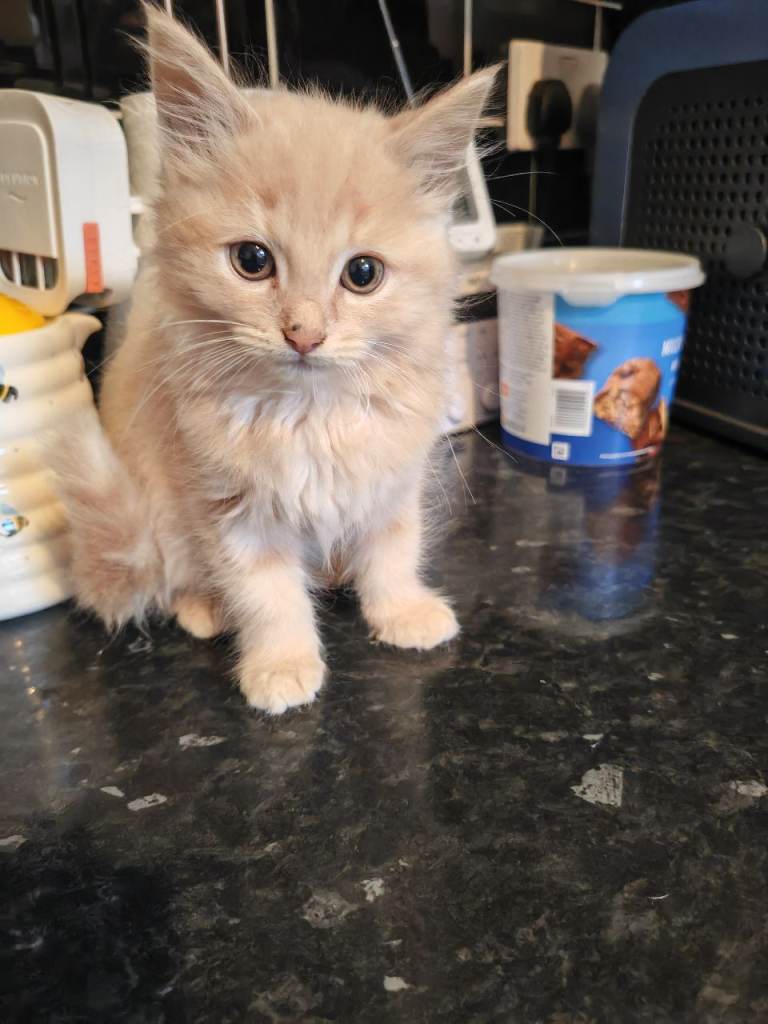 Stunning long haired ragdoll X kittens 