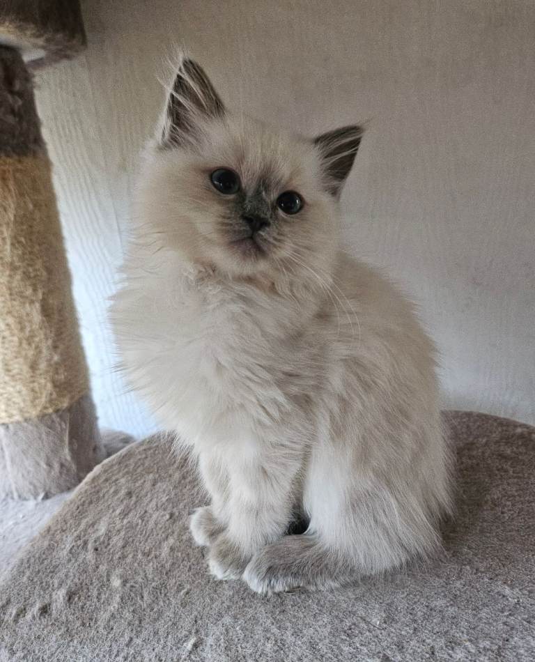 GCCF REGISTERED RAGDOLLS 
