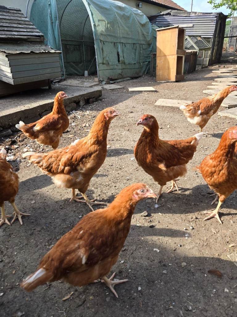 Bovan Brown chickens 