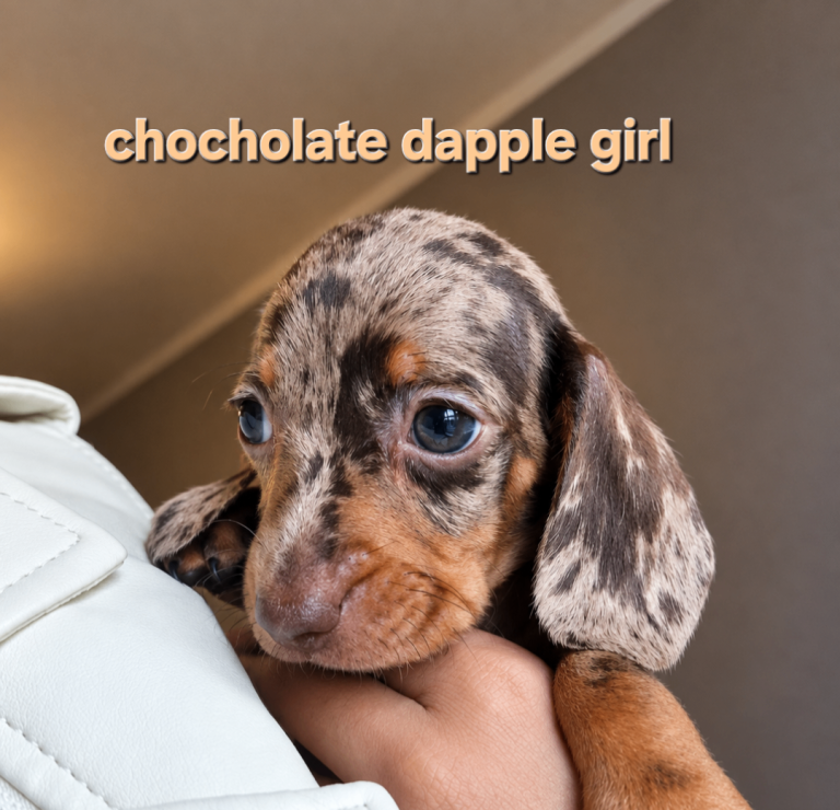 READY TO LEAVE STUNINNG DACHSHUND PUPPIES