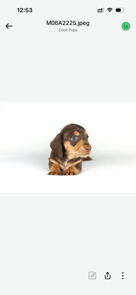 Miniature dachshund 