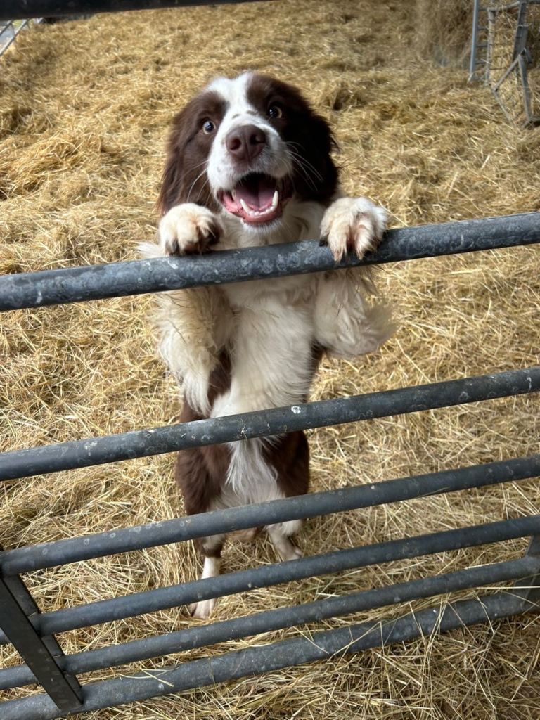 Collie 
