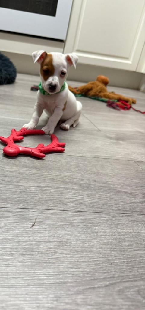 8 Week Old Jack Russel Puppies 