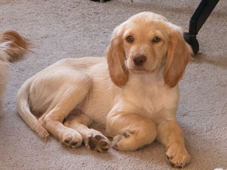 Only 1 left Cocker Sproodle Puppies Ready Now 