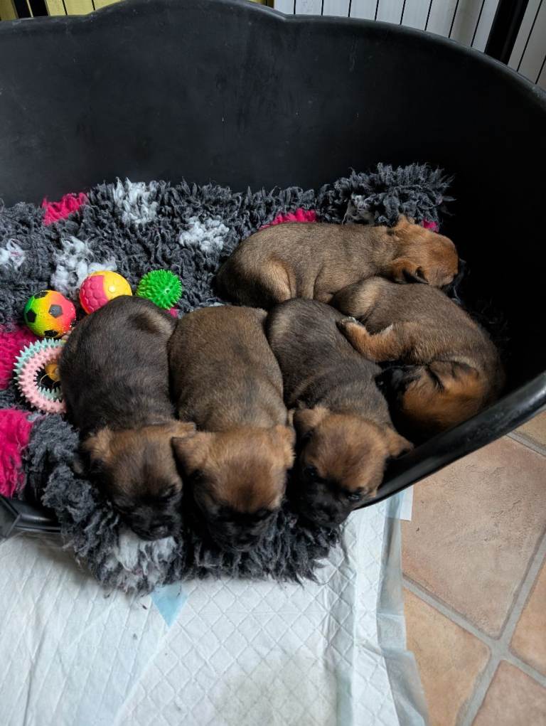 Border terrier puppies for sale 