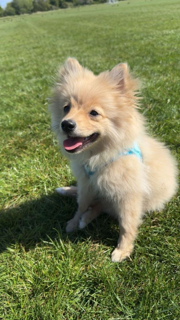 Pomeranian puppy