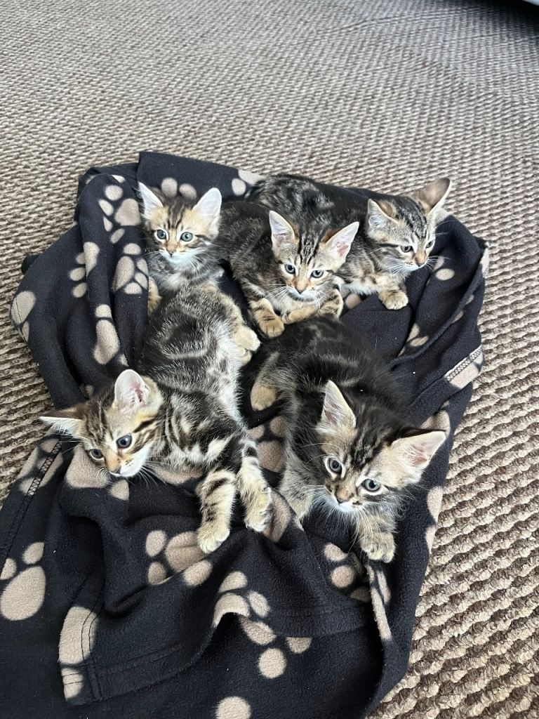 KittensForSale