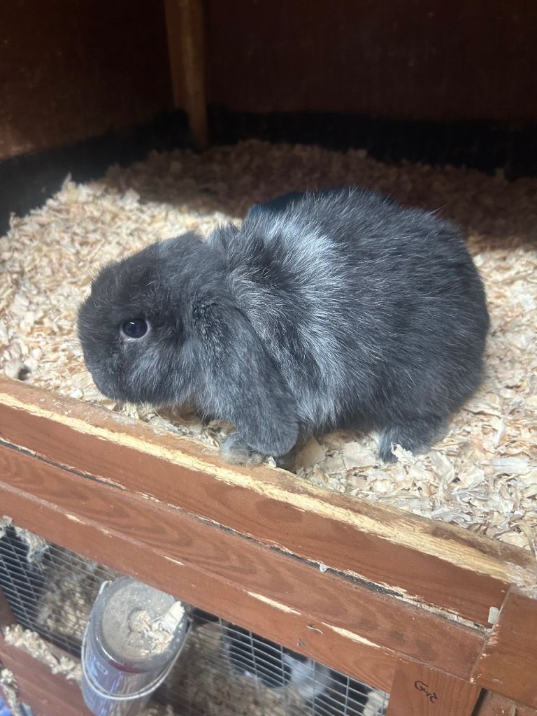 Mini lop