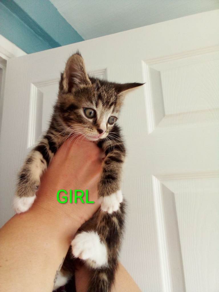 1 Female Bengal x British shorthair kitten