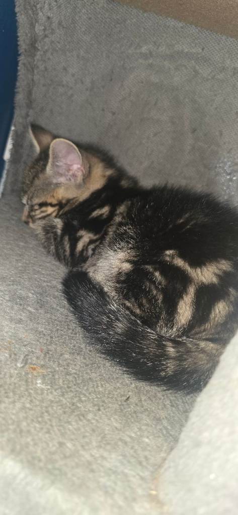 1 kitten left ready for forever home 