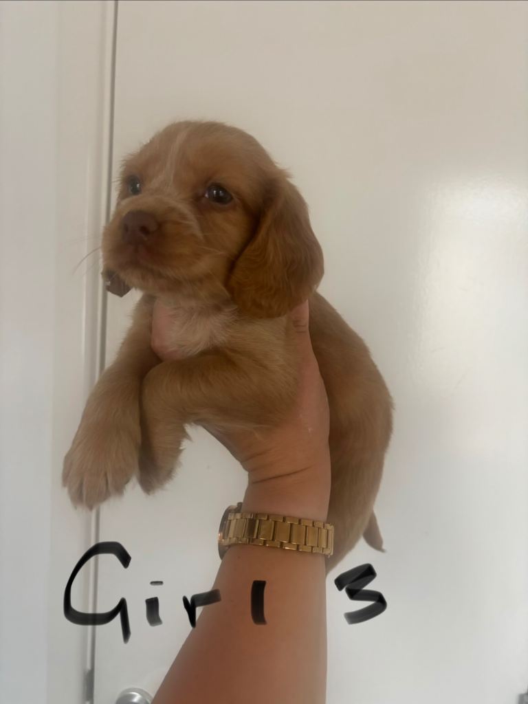 Cocker spaniel 