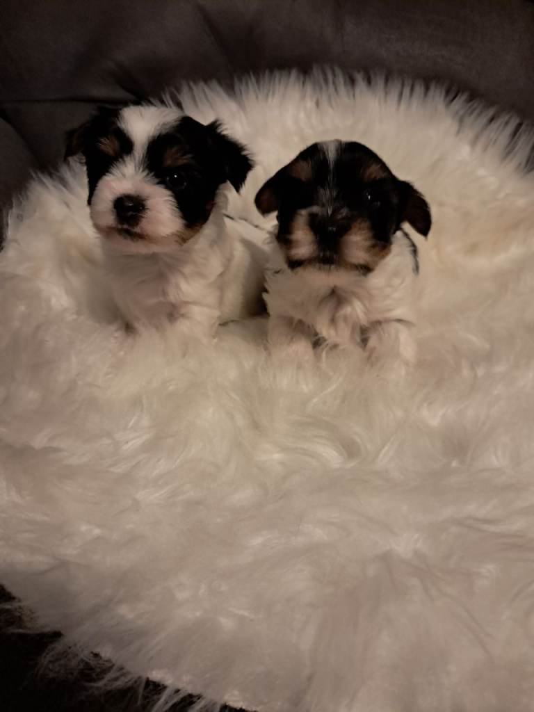 Biewer Yorkshire terriers 