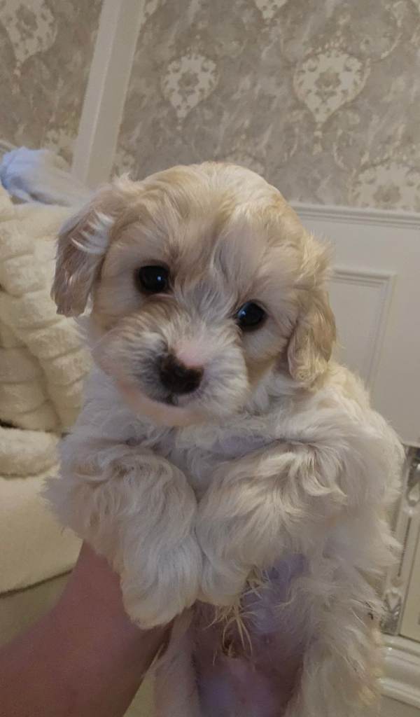 Shihpoo puppies for sale 