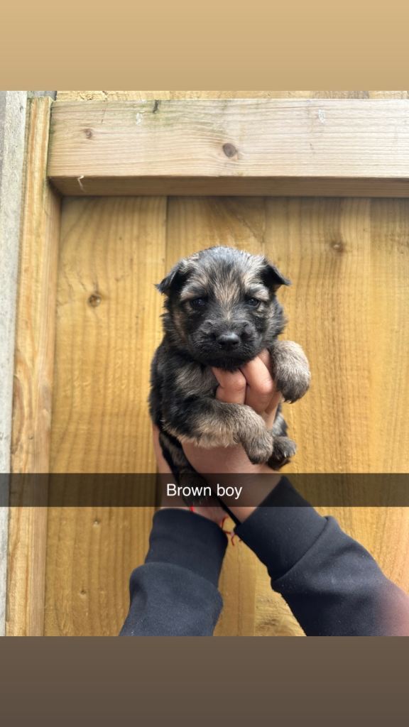 German shepherd pups for sale 