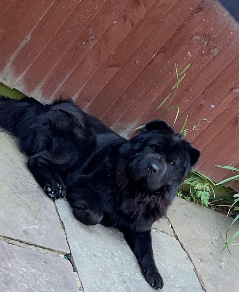 Chow chow puppies for sale