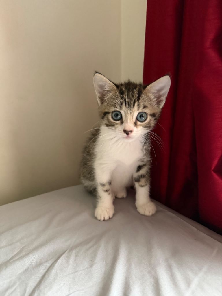 Adorable 8 week female Kitten with everything you need