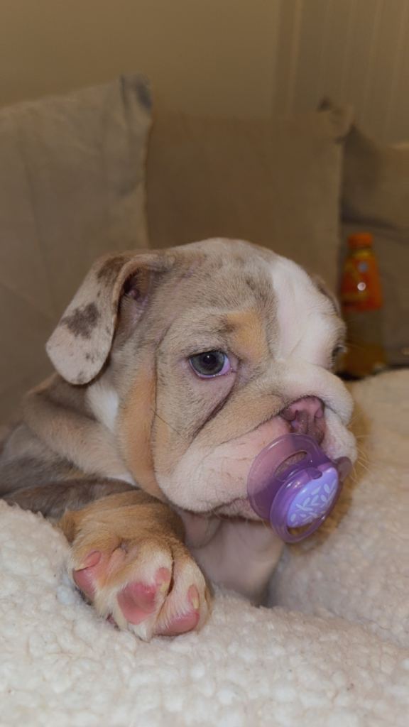 12 week old KC Reg English bulldog 