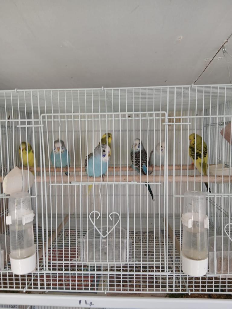 baby budgies 