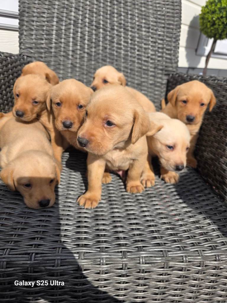 Labrador 1 boy left 