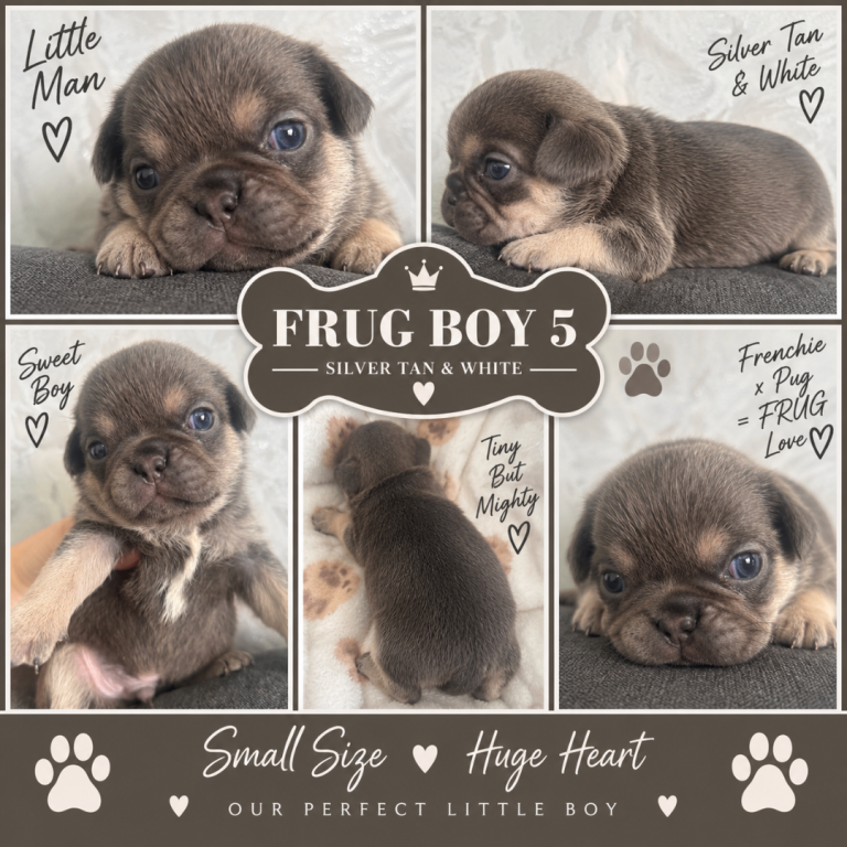 7 FRUG MALE PUPPIES 