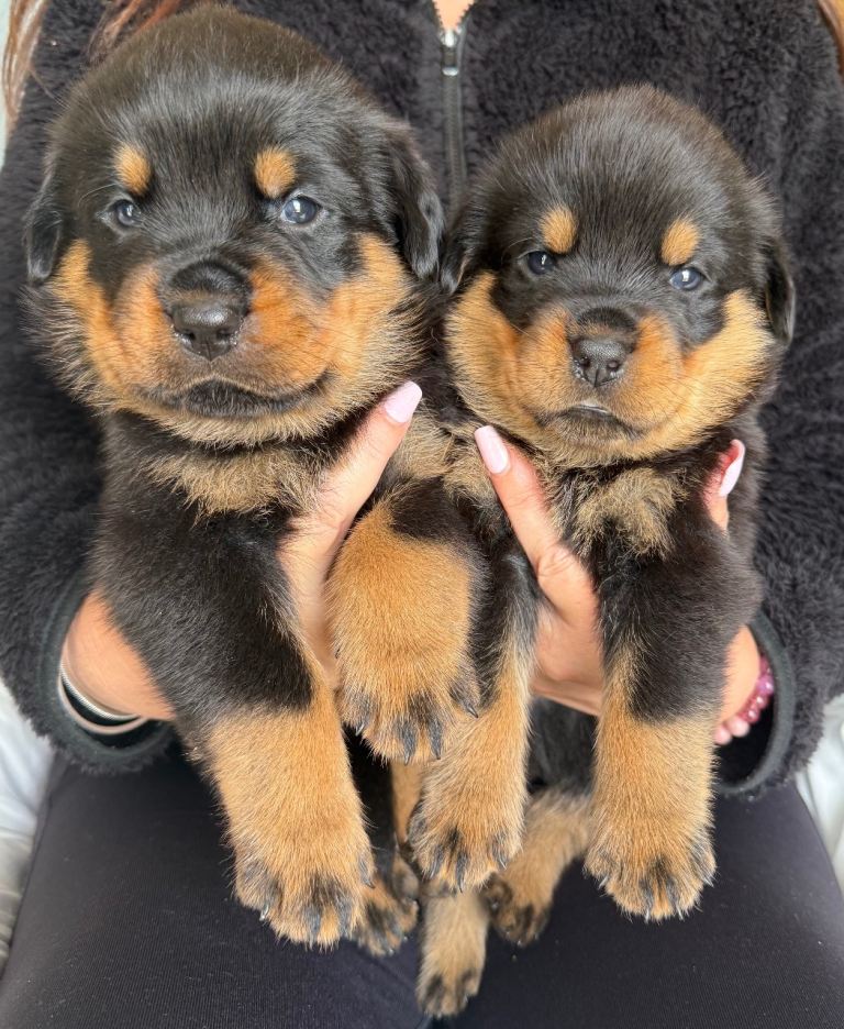 🐾 Beautiful Rottweiler Puppies 🐾