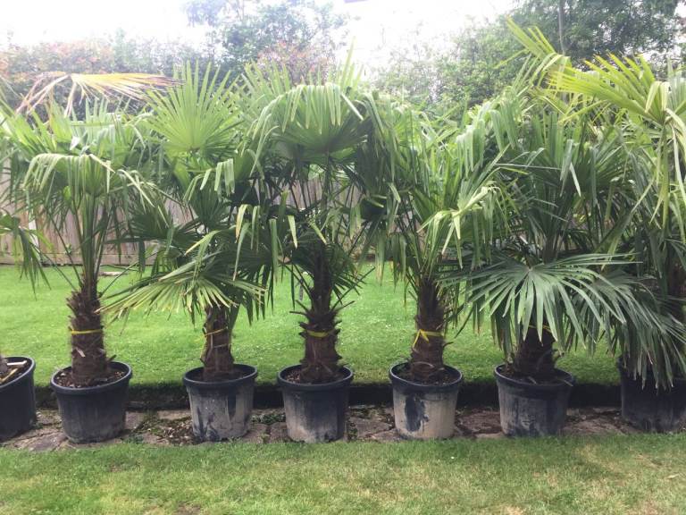 Last 6 Left. 8/9ft Trachycarpus Fortunei Palm Trees.