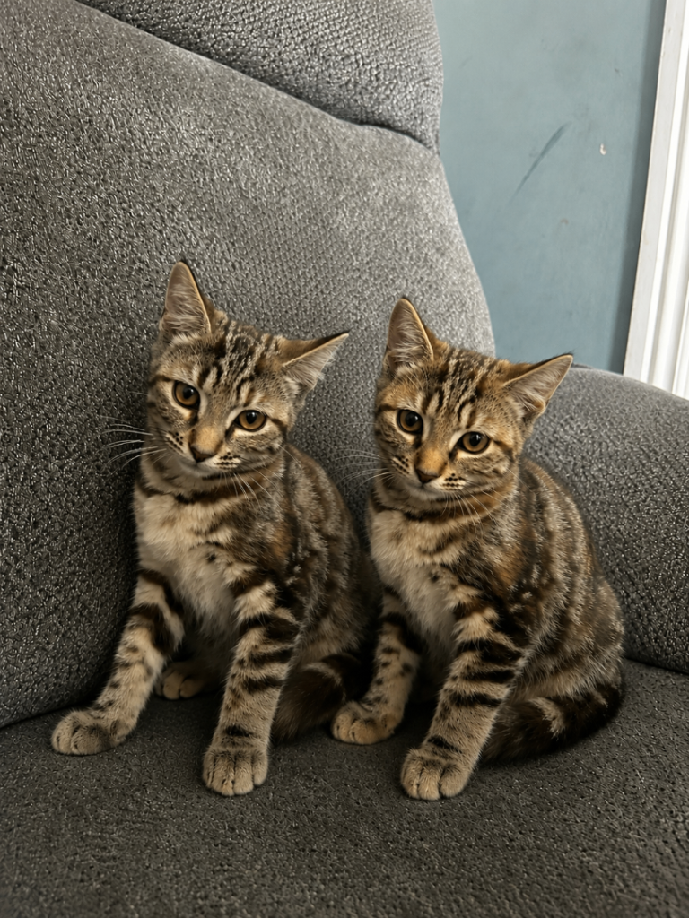 Bengal kittens