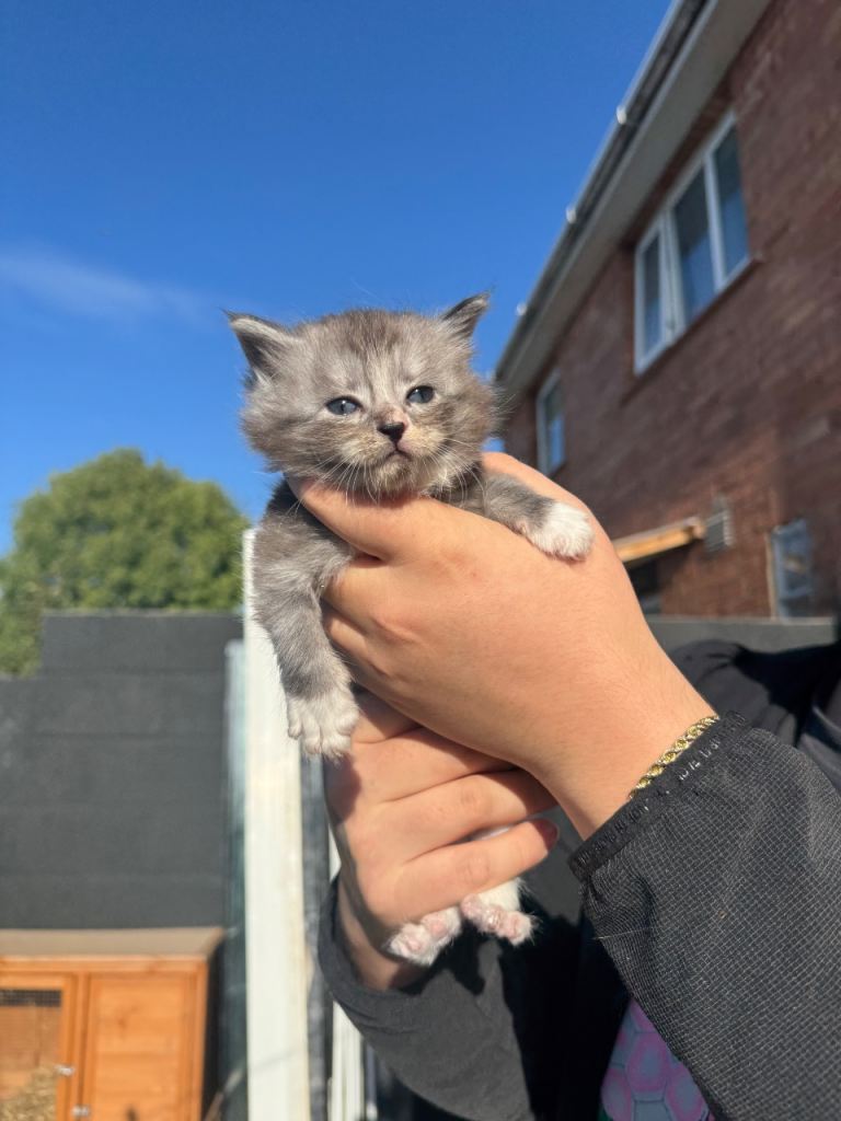 Pedigree Maine coon kittens 
