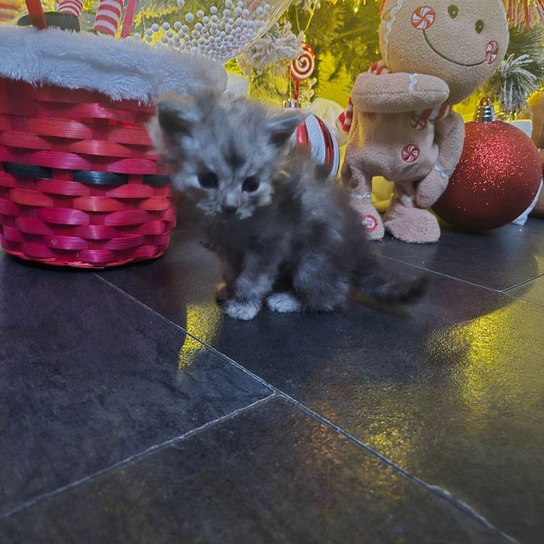 Champion russian Maine coon kittens