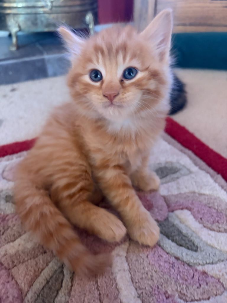 Gorgeous kittens 