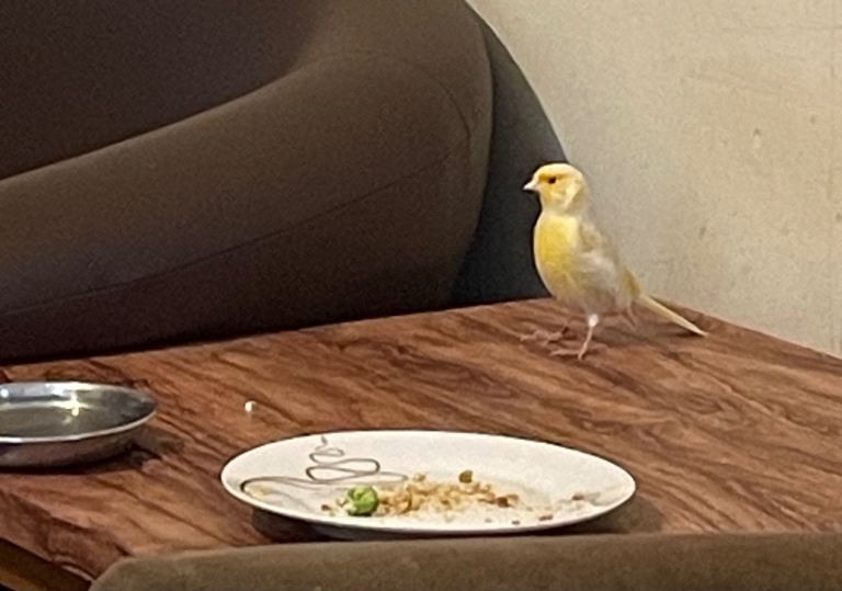 Canary cocktail budgie 