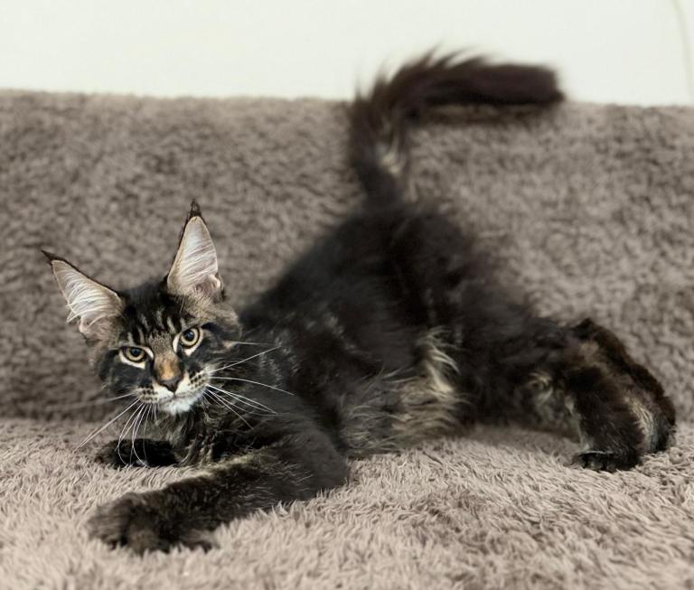Ready to go Maine coon kitten